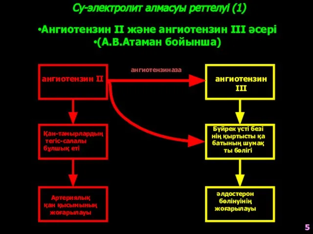 Су-электролит алмасуы реттелуі (1) Ангиотензин ΙΙ және ангиотензин ΙΙΙ әсері (А.В.Атаман бойынша)