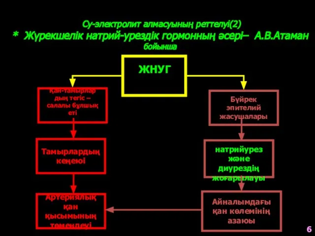 Бүйрек эпителий жасушалары Қан-тамырлар дың тегіс – салалы бұлшық еті Су-электролит алмасуының