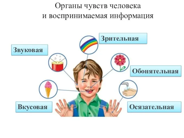 Органы чувств человека и воспринимаемая информация Зрительная Звуковая Вкусовая Обонятельная Осязательная