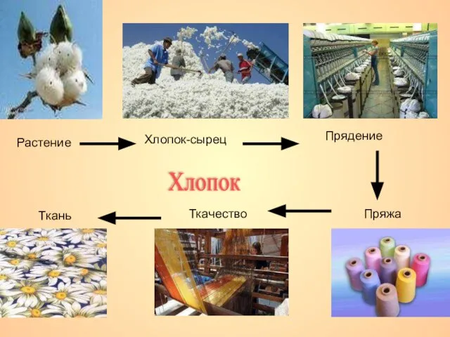 Растение Хлопок-сырец Прядение Пряжа Ткачество Ткань Хлопок