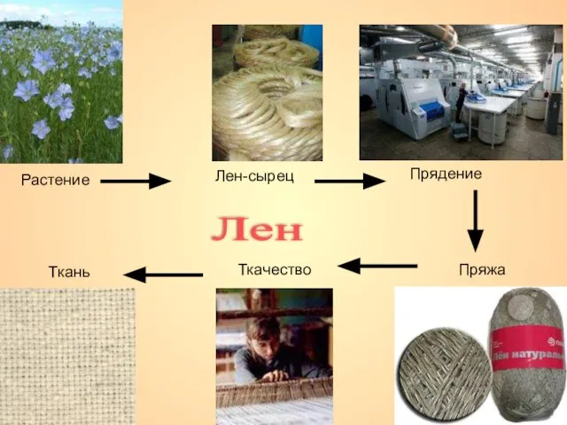 Растение Лен-сырец Прядение Пряжа Ткачество Ткань Лен