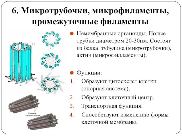 6. Микротрубочки, микрофиламенты, промежуточные филаменты Немембранные органоиды. Полые трубки диаметром 20-30нм. Состоят