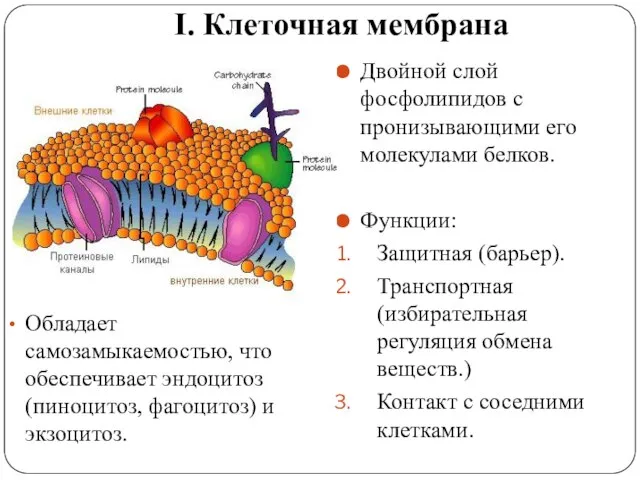 I. Клеточная мембрана Двойной слой фосфолипидов с пронизывающими его молекулами белков. Функции: