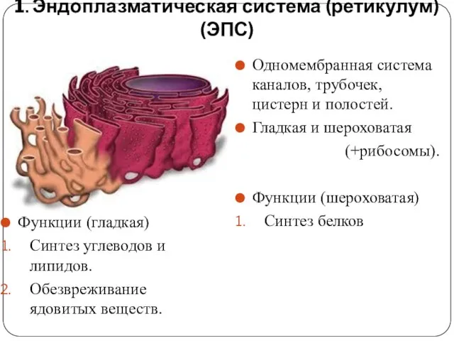 1. Эндоплазматическая система (ретикулум) (ЭПС) Одномембранная система каналов, трубочек, цистерн и полостей.