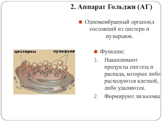 2. Аппарат Гольджи (АГ) Одномембранный органоид состоящий из цистерн и пузырьков. Функции: