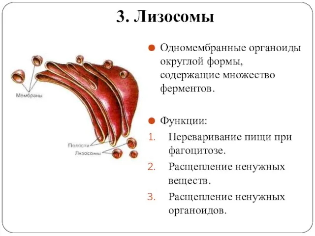 3. Лизосомы Одномембранные органоиды округлой формы, содержащие множество ферментов. Функции: Переваривание пищи