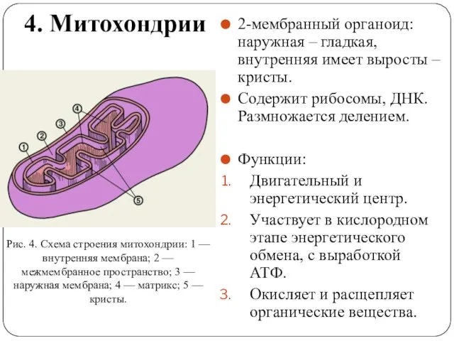 4. Митохондрии 2-мембранный органоид: наружная – гладкая, внутренняя имеет выросты – кристы.