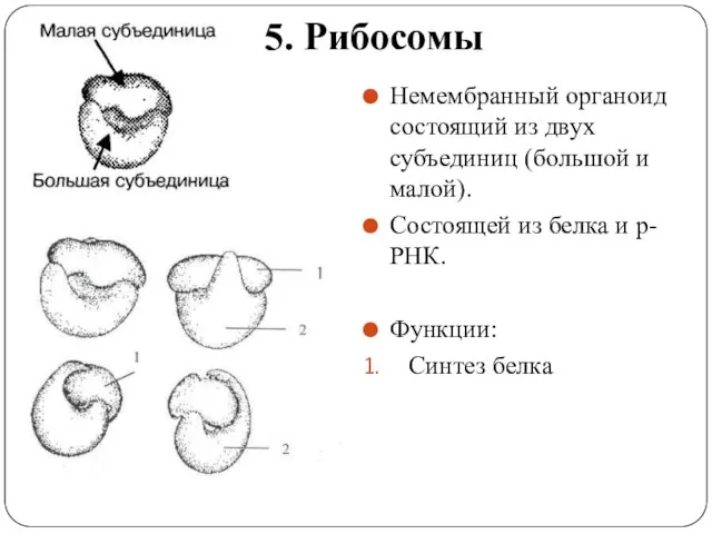 5. Рибосомы Немембранный органоид состоящий из двух субъединиц (большой и малой). Состоящей