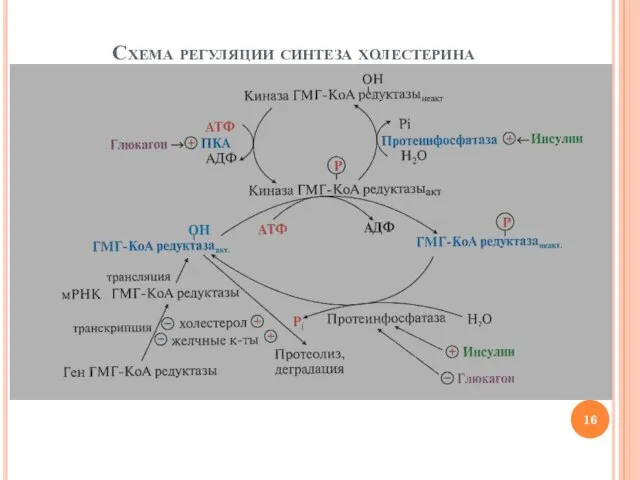 Схема регуляции синтеза холестерина