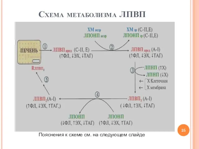 Схема метаболизма ЛПВП Пояснения к схеме см. на следующем слайде