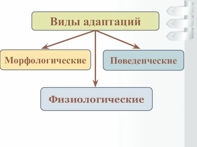 Виды адаптаций Морфологические Физиологические Поведенческие