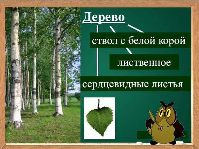 Дерево ствол вид листьев форма листьев ствол с белой корой лиственное сердцевидные листья