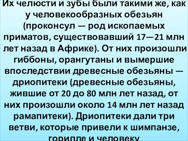 Их челюсти и зубы были такими же, как у человекообразных обезьян (проконсул