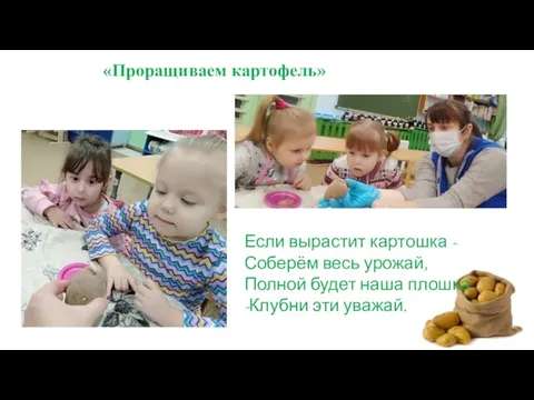 Если вырастит картошка - Соберём весь урожай, Полной будет наша плошка -Клубни эти уважай. «Проращиваем картофель»