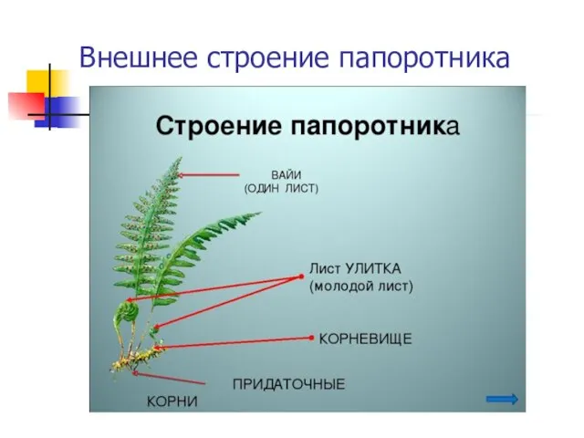 Внешнее строение папоротника