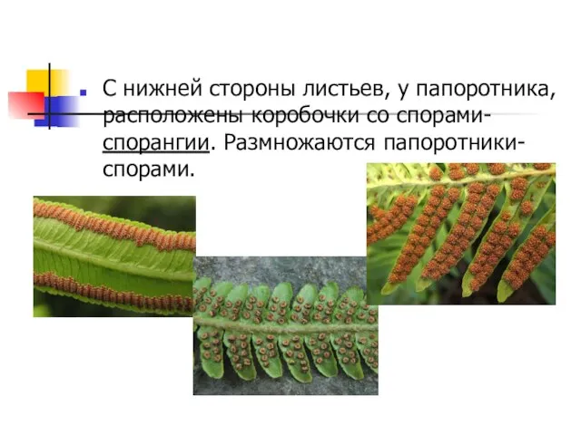 С нижней стороны листьев, у папоротника, расположены коробочки со спорами- спорангии. Размножаются папоротники- спорами.