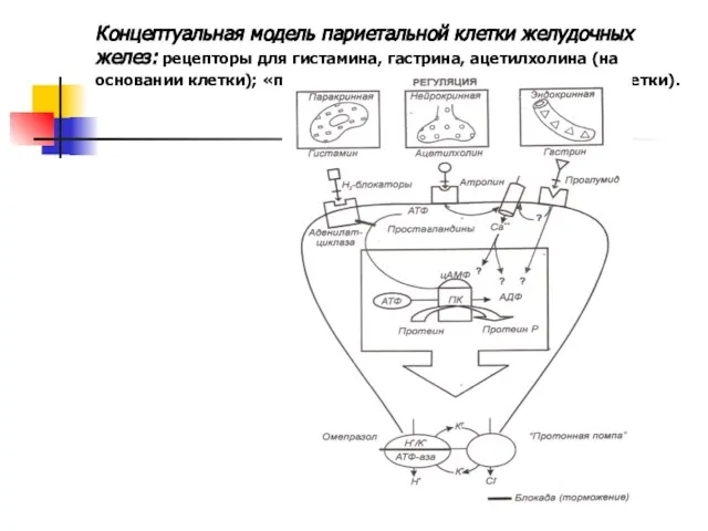 Концептуальная модель париетальной клетки желудочных желез: рецепторы для гистамина, гастрина, ацетилхолина (на