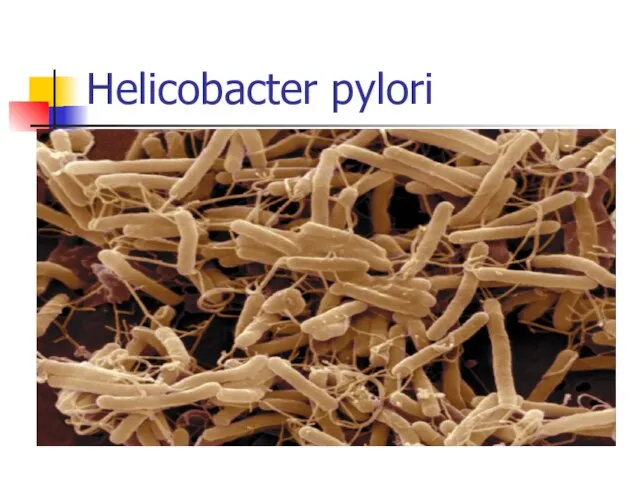 Helicobacter pylori