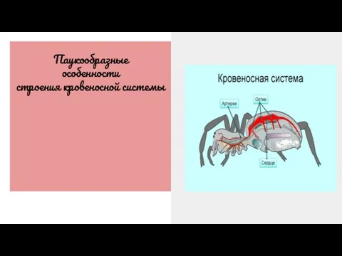 Паукообразные особенности строения кровеносной системы