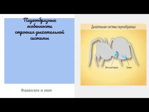 Паукообразные особенности строения дыхательной системы Фамилия и имя