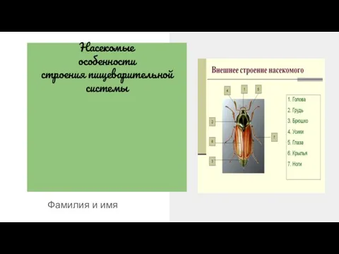 Насекомые особенности строения пищеварительной системы Фамилия и имя