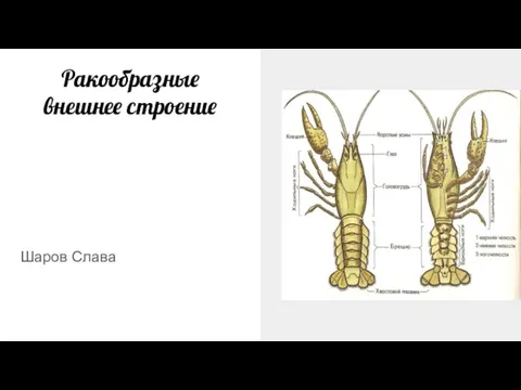 Ракообразные внешнее строение Шаров Слава