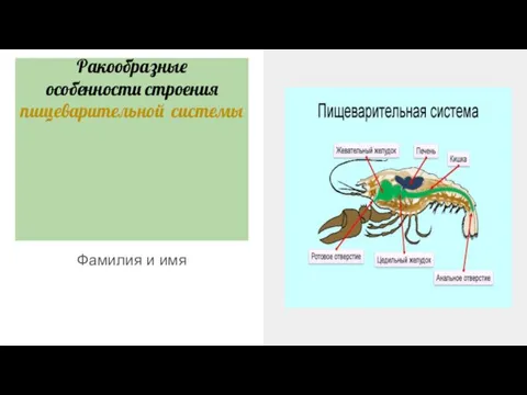 Ракообразные особенности строения пищеварительной системы Фамилия и имя