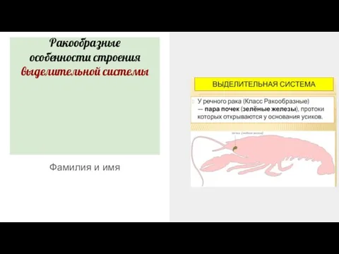 Ракообразные особенности строения выделительной системы Фамилия и имя