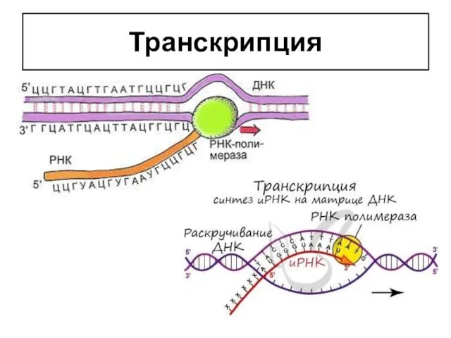 Транскрипция