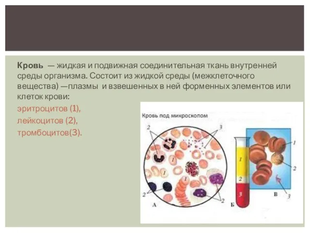 Кровь — жидкая и подвижная соединительная ткань внутренней среды организма. Состоит из