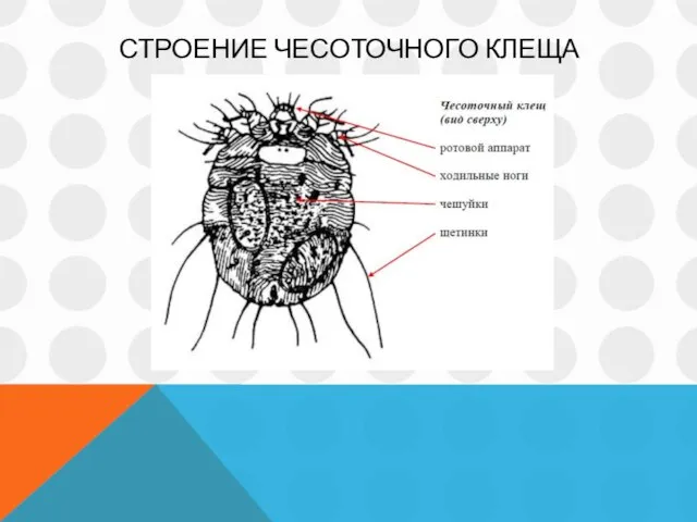 СТРОЕНИЕ ЧЕСОТОЧНОГО КЛЕЩА