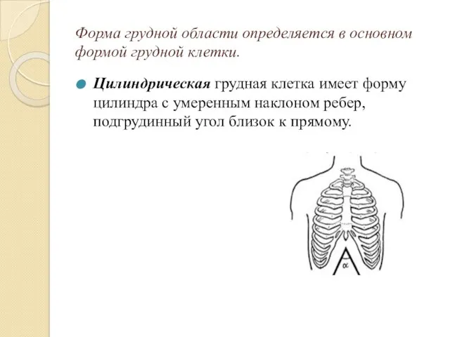 Форма грудной области определяется в основном формой грудной клетки. Цилиндрическая грудная клетка