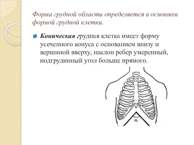 Форма грудной области определяется в основном формой грудной клетки. Коническая грудная клетка