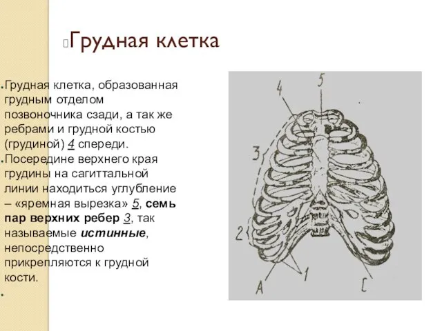 Грудная клетка Грудная клетка, образованная грудным отделом позвоночника сзади, а так же