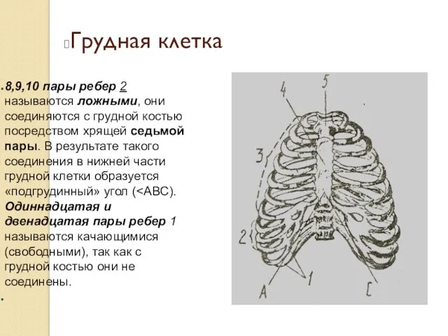 Грудная клетка 8,9,10 пары ребер 2 называются ложными, они соединяются с грудной