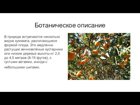 Ботаническое описание В природе встречаются несколько видов кумквата, различающихся формой плода. Это