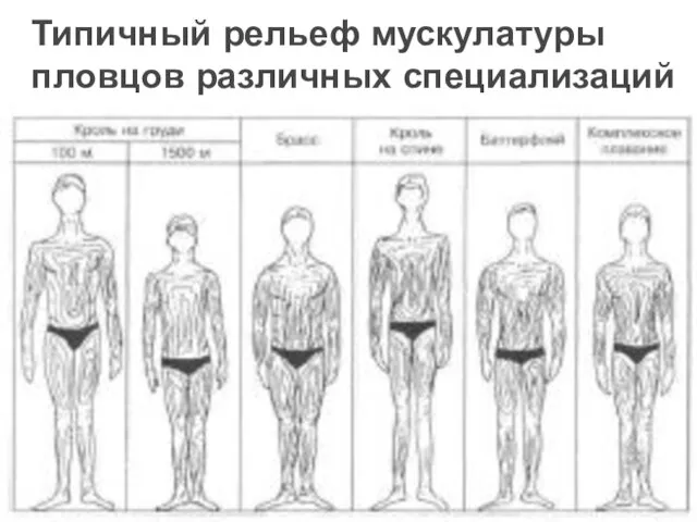 Типичный рельеф мускулатуры пловцов различных специализаций