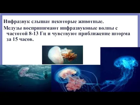 Инфразвук слышат некоторые животные. Медузы воспринимают инфразвуковые волны с частотой 8-13 Гц