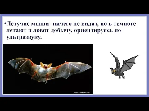 Летучие мыши- ничего не видят, но в темноте летают и ловят добычу, ориентируясь по ультразвуку.