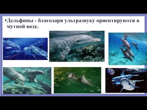 Дельфины - благодаря ультразвуку ориентируются в мутной воде.