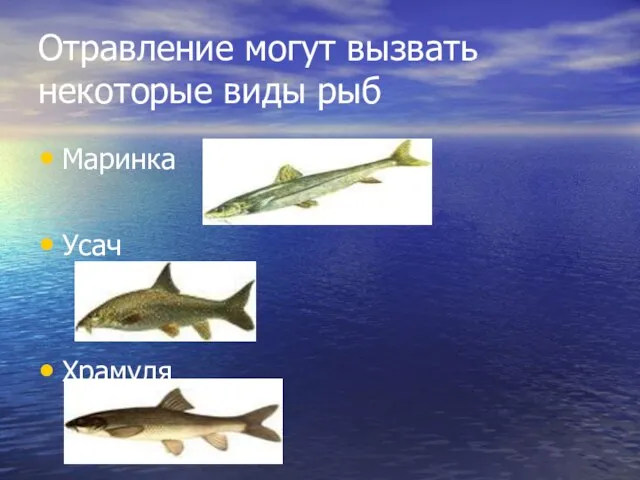 Отравление могут вызвать некоторые виды рыб Маринка Усач Храмуля
