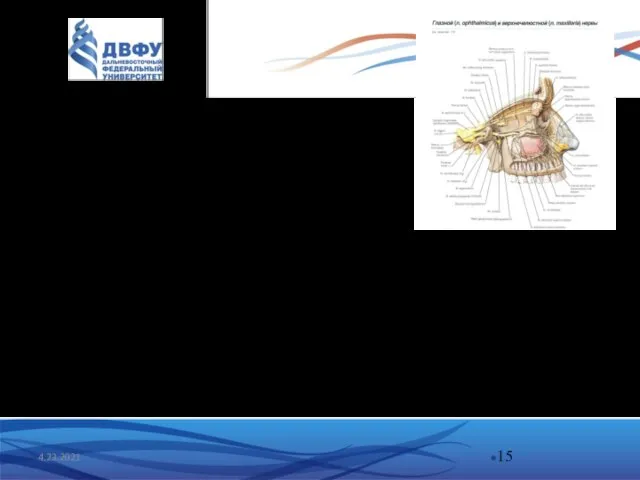 4.23.2021 Глазной нерв (n. ophthalmicus) чисто чувствительный. Три ветви: 1. Слезный (n.