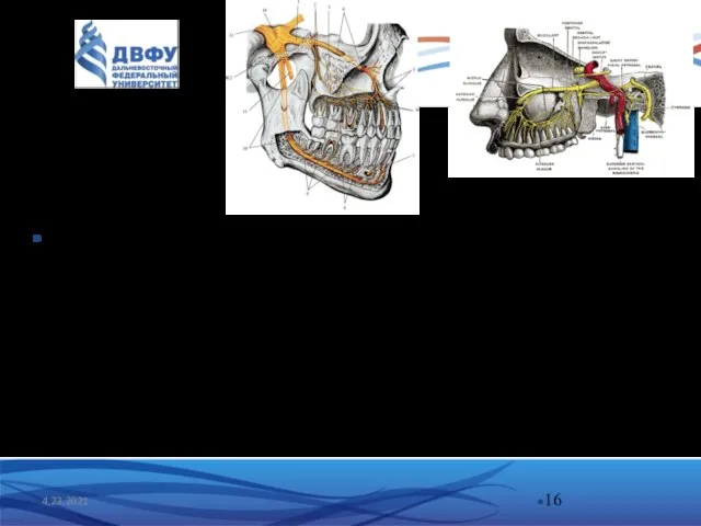 4.23.2021 Верхнечелюстной нерв (n. maxillaris) является чувствительным Проходит через круглое отверстие в