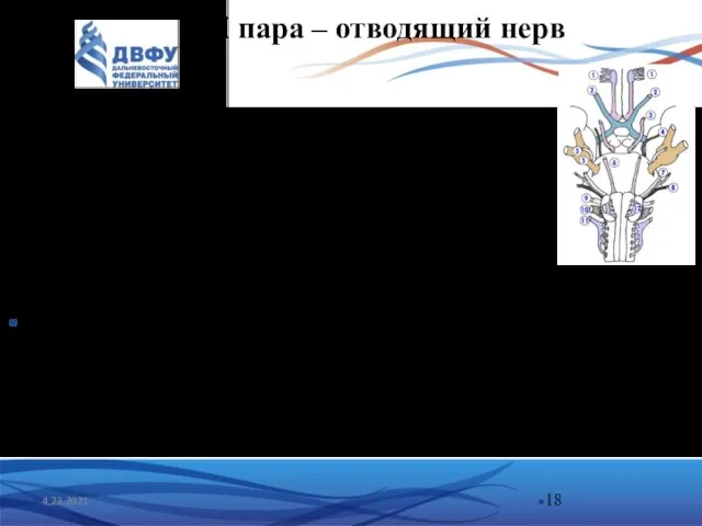 VI пара – отводящий нерв Состоит из соматодвигательных волокон Через верхнюю глазничную