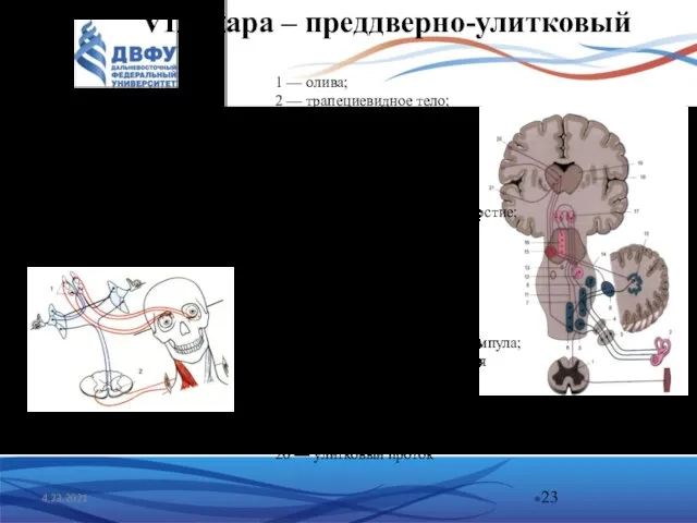 VIII пара – преддверно-улитковый чувствительный две части: улитковая преддверная 4.23.2021 1 —