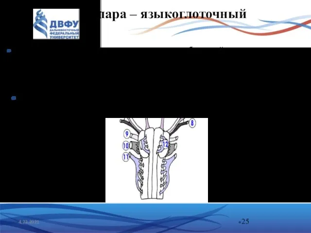 9 пара – языкоглоточный 4.23.2021 Ядра нерва располагаются в нижнем отделе ромбовидной