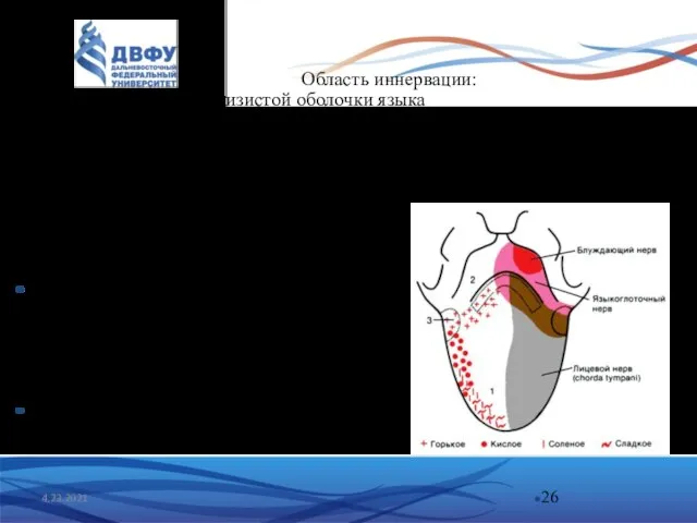 4.23.2021 Область иннервации: задняя треть слизистой оболочки языка вкусовая и общая чувствительность