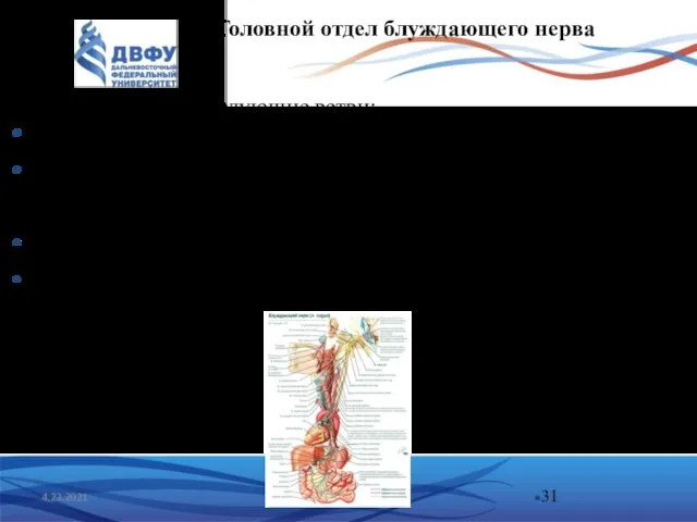 4.23.2021 Головной отдел блуждающего нерва От него отходят следующие ветви: Ramus meningeus