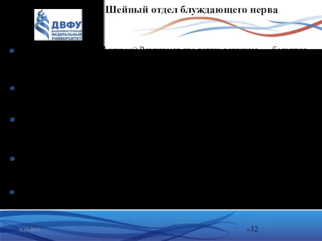 4.23.2021 Шейный отдел блуждающего нерва Глоточные ветви (Rr.pharyngei) Различают две ветви: верхнюю