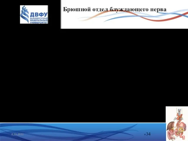 4.23.2021 Брюшной отдел блуждающего нерва Брюшной отдел блуждающего нерва представлен передним и